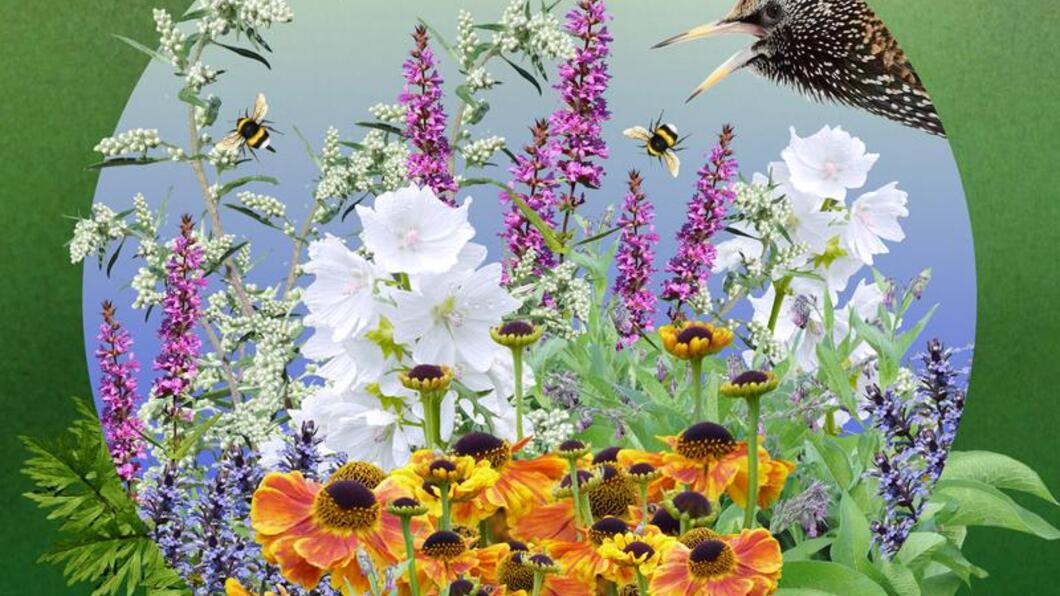 bloemen